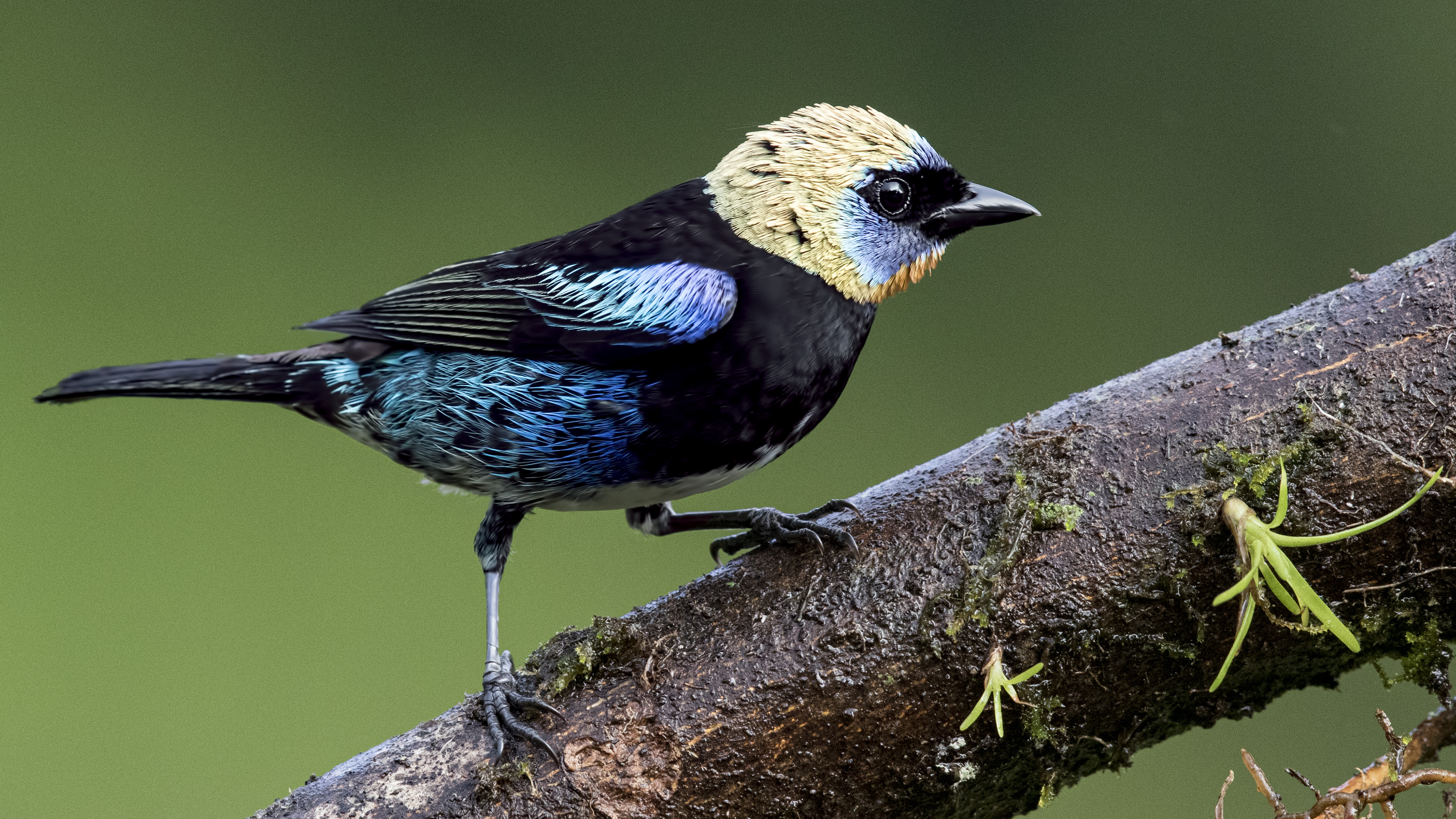 Golden-hooded Tanager